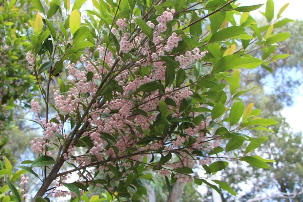 Blueberry Ash