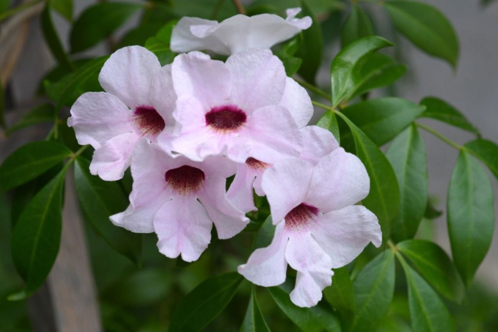 Bower Vine