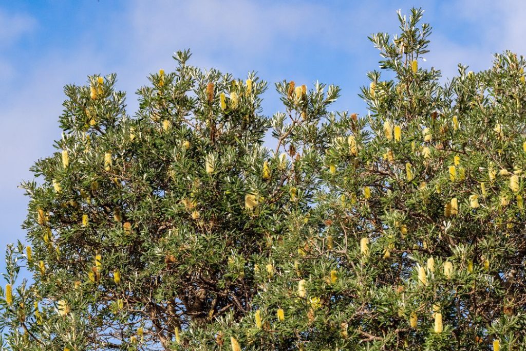Coast Banksia