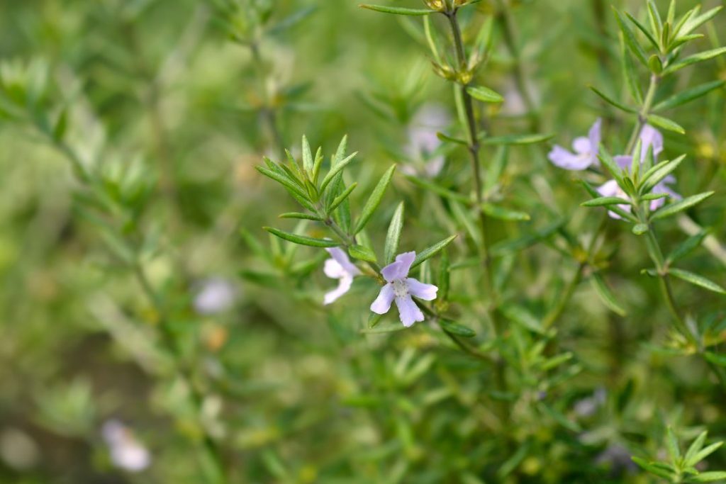 Coastal Rosemary