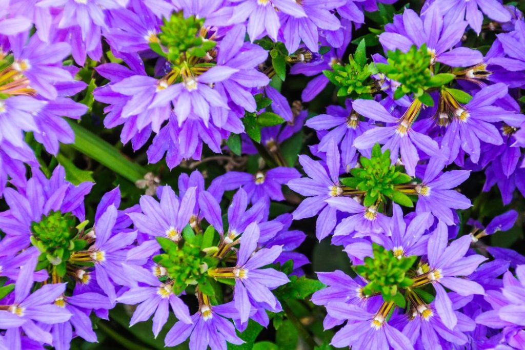 Fan Flower