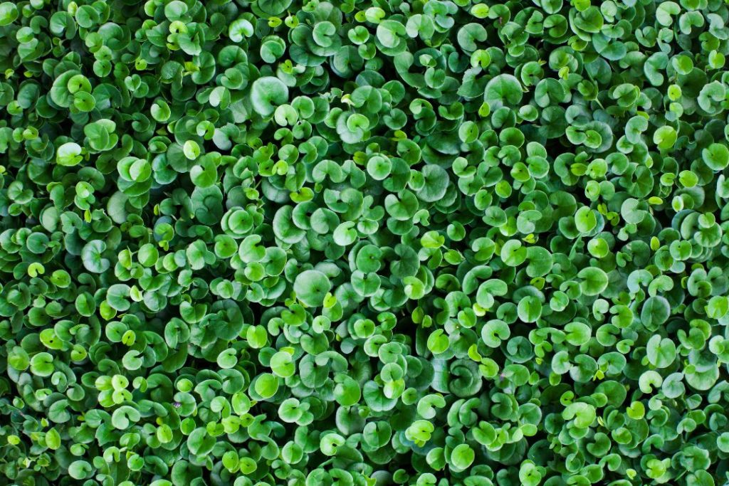 Kidney Weed