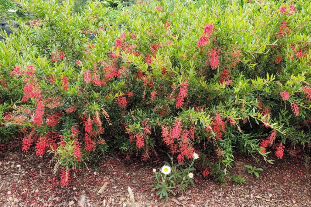 Lady O Grevillea