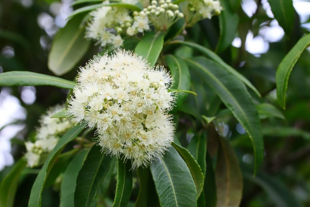 Lemon Myrtle