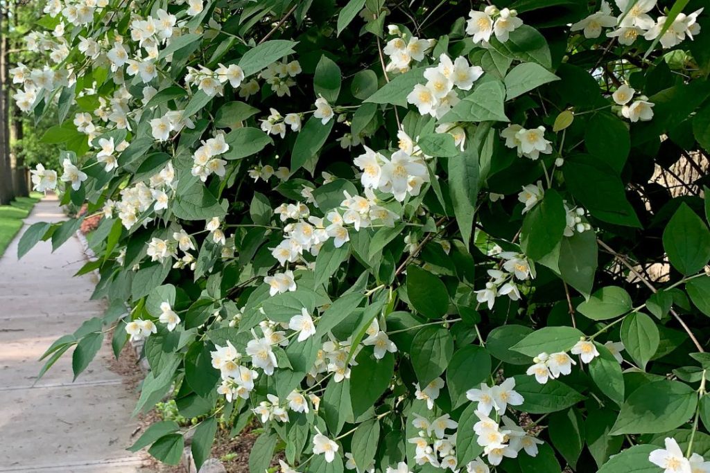 Mock Orange