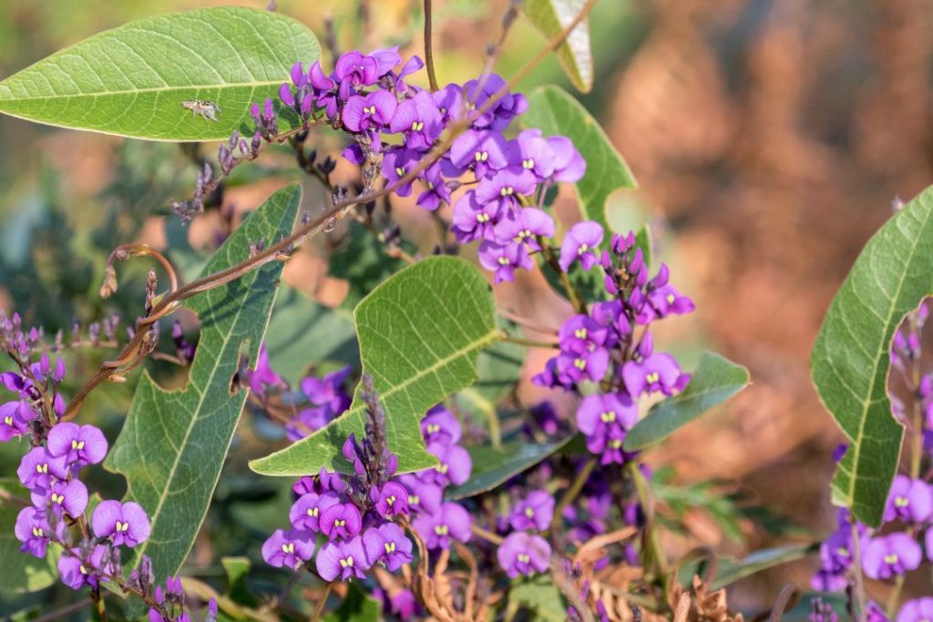 Native Sarsaparilla