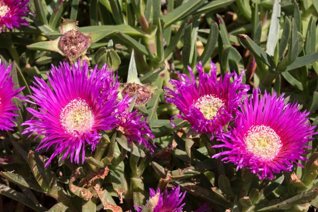 Pigface