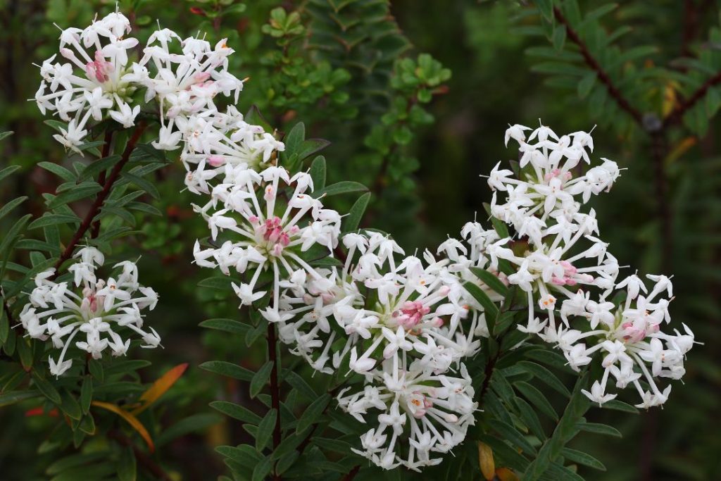 Slender Rice Flower