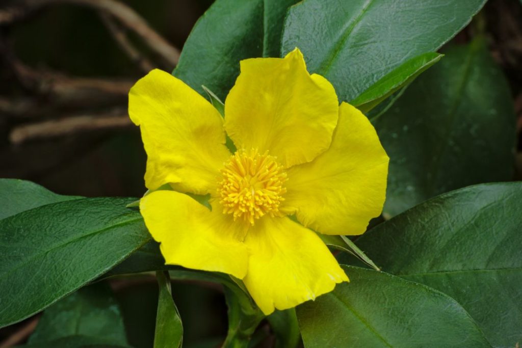 Snake Vine