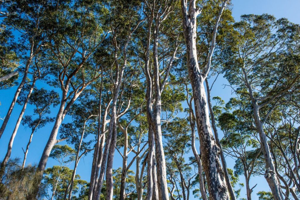 Spotted gum