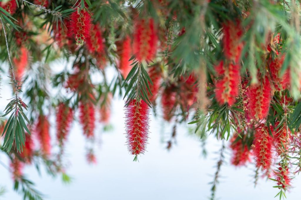 Weeping Bottlebrush