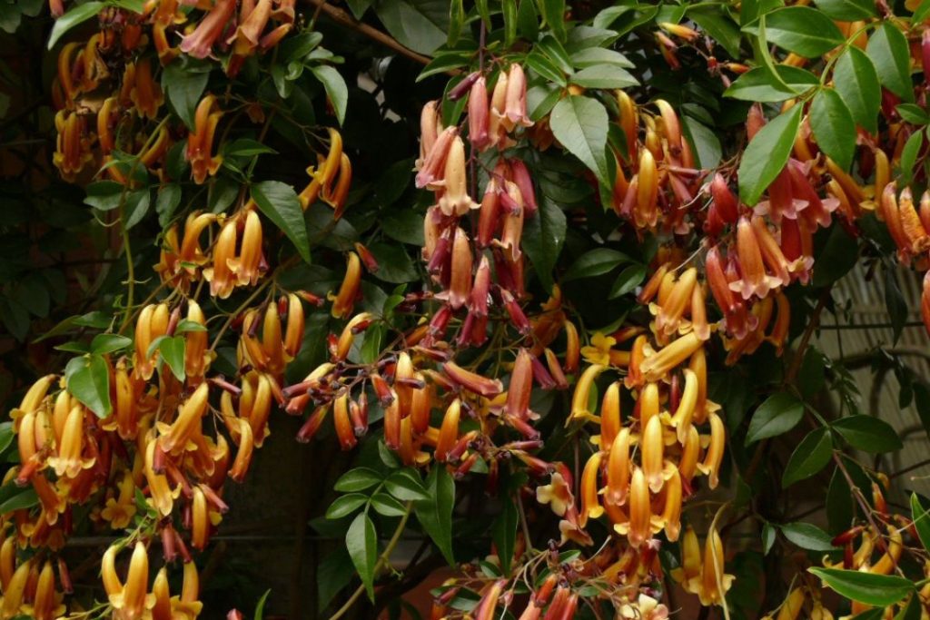 Wonga Wonga Vine