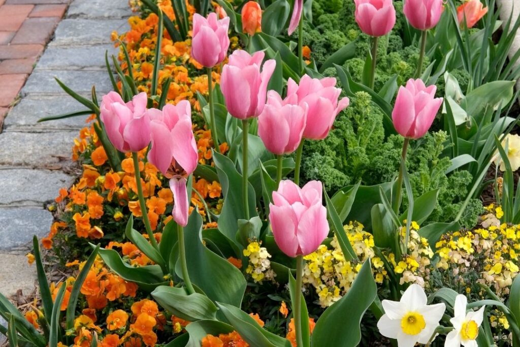 Pink tulips blooming in a vibrant flower bed alongside yellow, orange, and white flowers, bordered by a stone path.