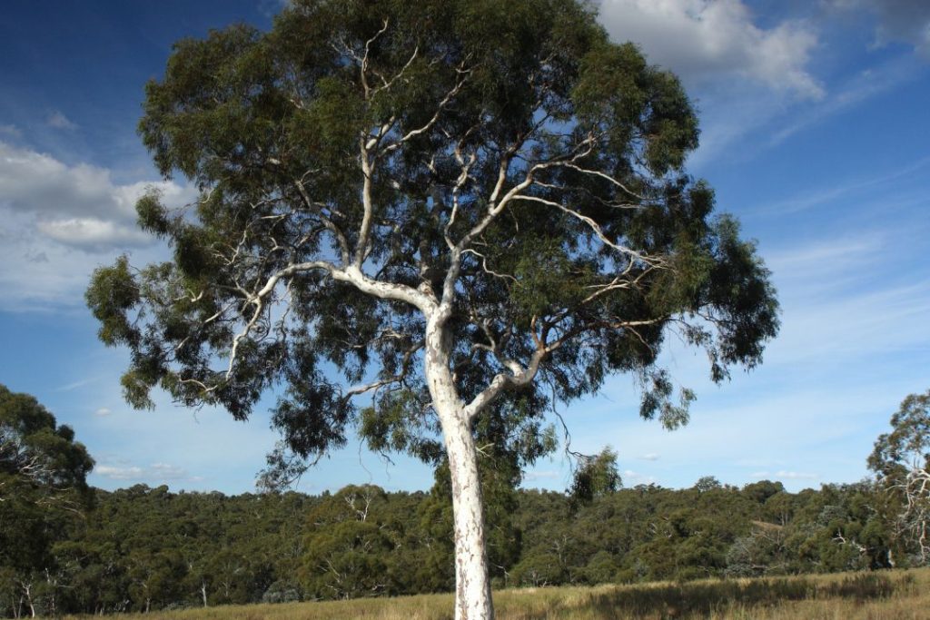 Forest Red Gum