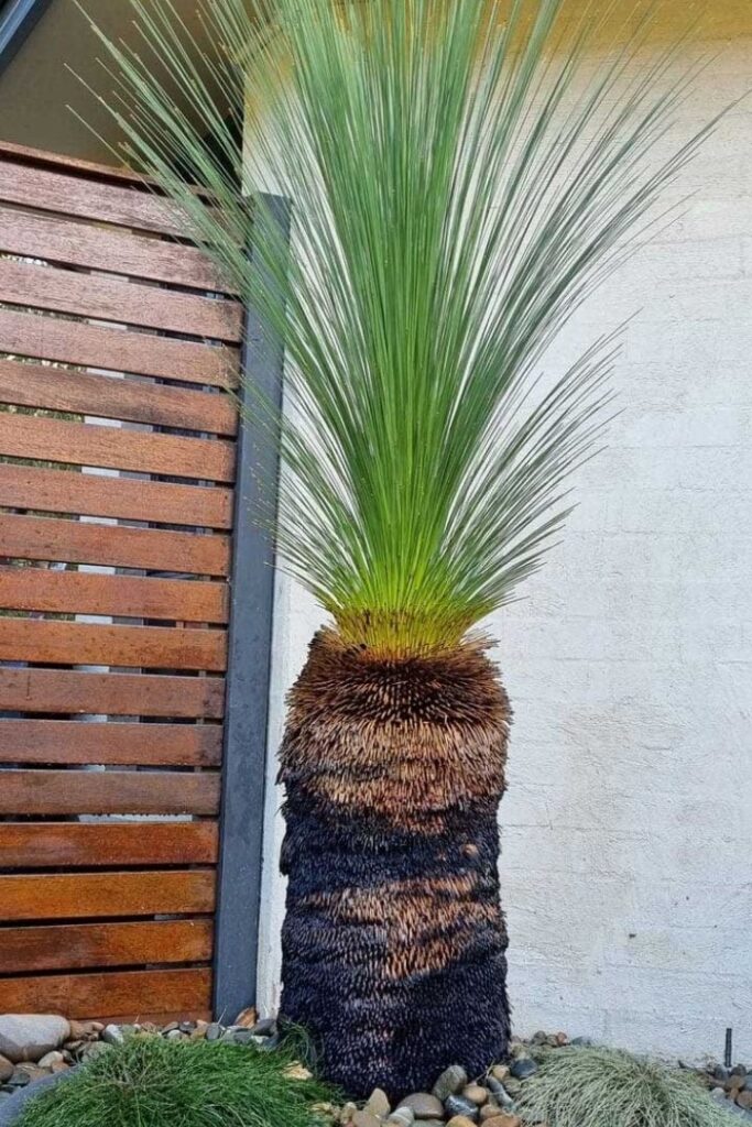 Extra Thick Single Trunk Grass Tree