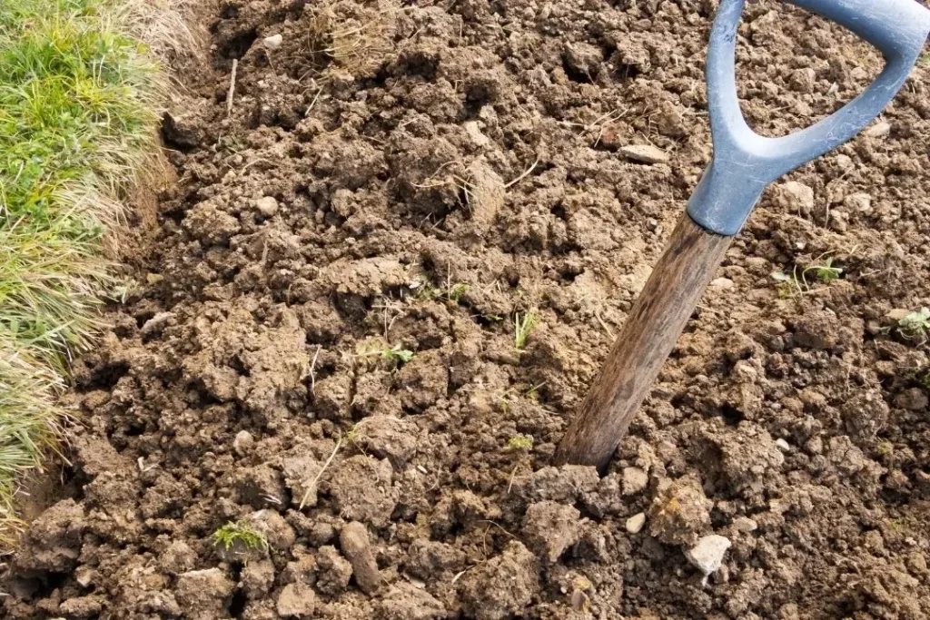 poor clay soil