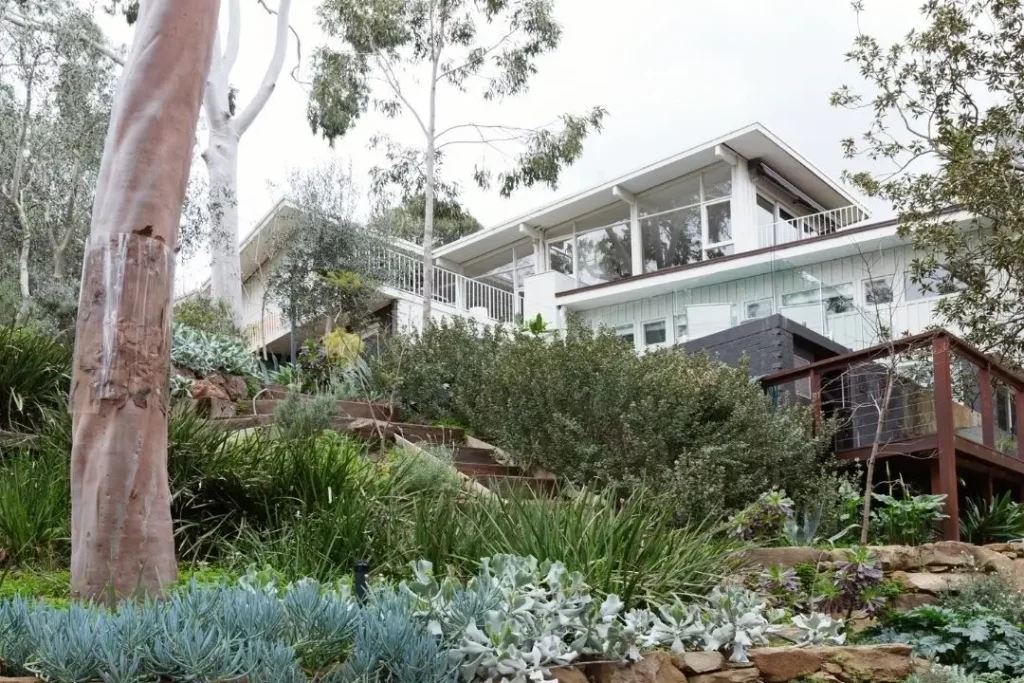 Sloped backyard with gum trees and native plants